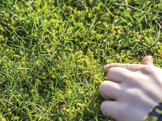 Get rid of moss in your grass